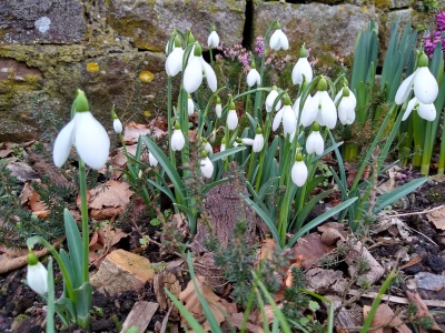 Snowdrops in Cromhall